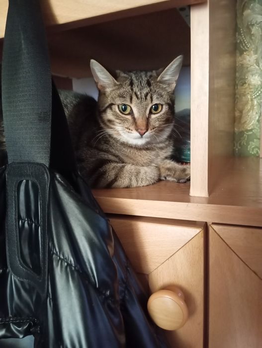 Отдам в добрые руки кошечку