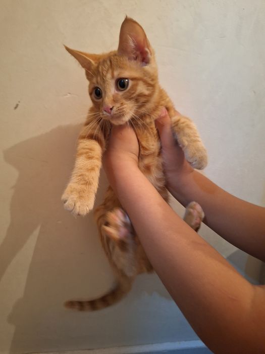 Кот отдам в хорошие руки