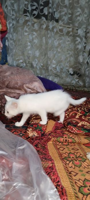 Котенок мысыктын баласы