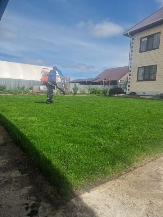 Газон рулоный и посевной