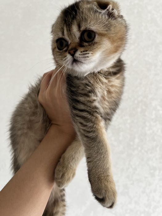 шотландская вислоухая котенок