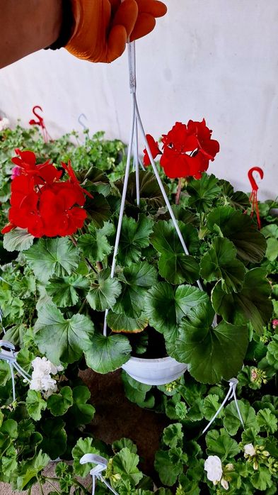 Muscate curgătoare, englezesti, caliope