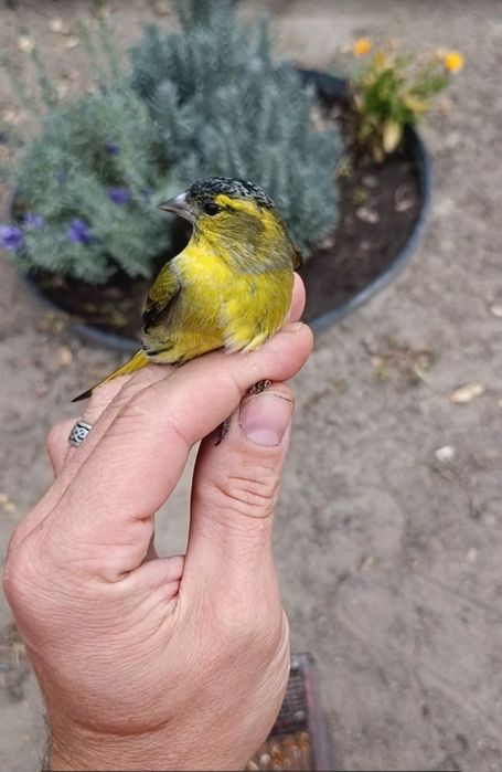 Продам выдержанных Чижей осенние
