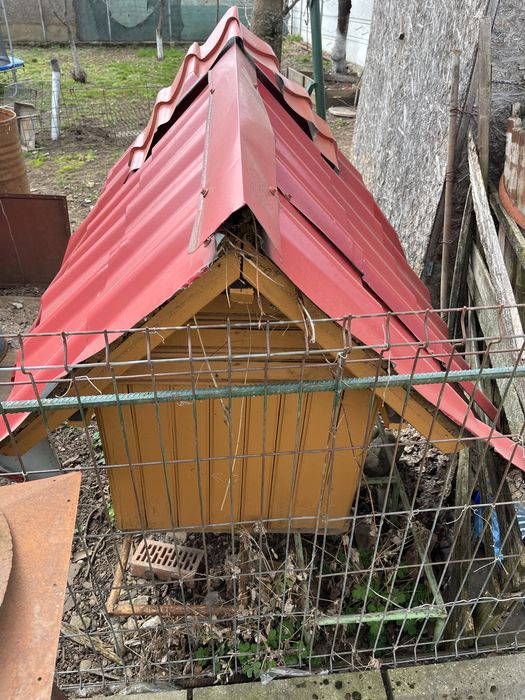 Cotet ptr caine talie mare