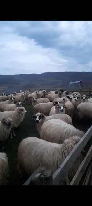 Vând oi tinere și berbeci