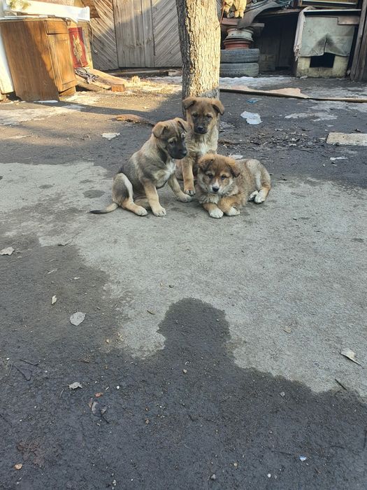 Отдам в хорошие руки