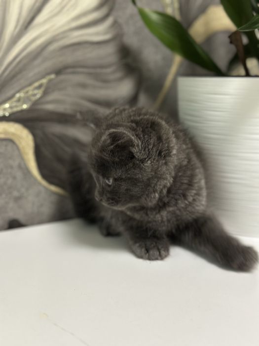 Маленький котенок