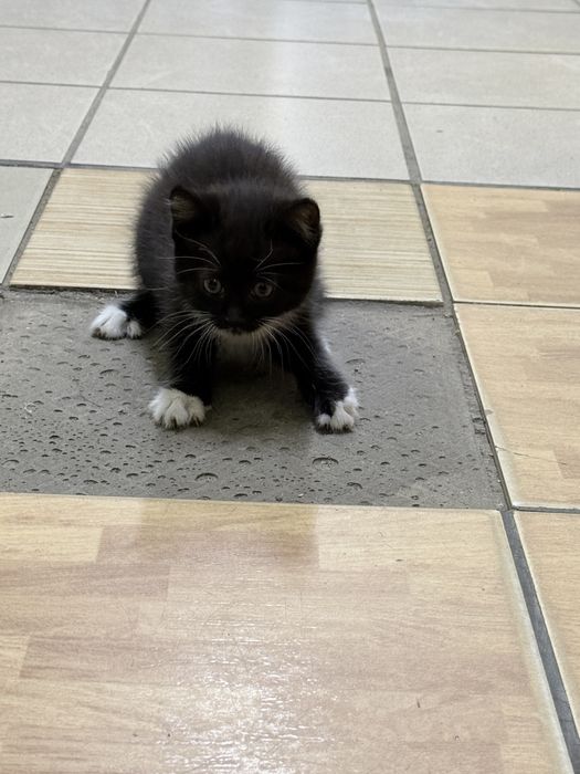 отдам котенка в добрые руки