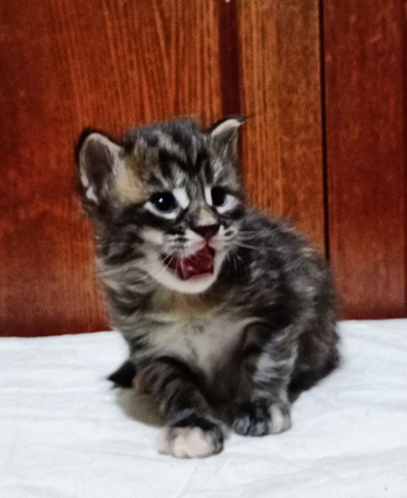 Котята породы Мейн Кун