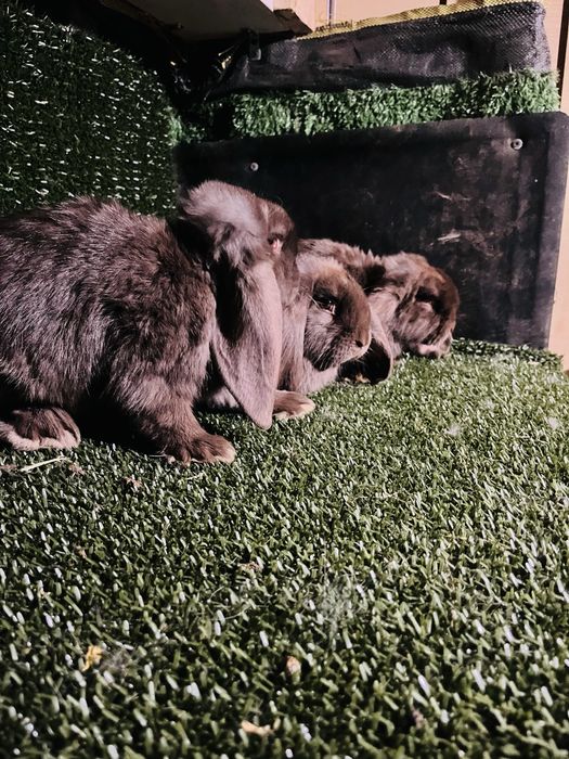 Femelute berbec german de 2,5luni