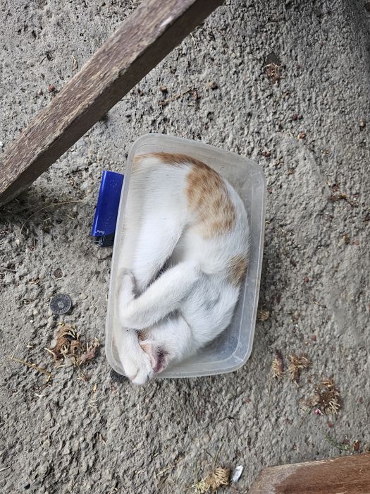 Adoptie pisici frumosi