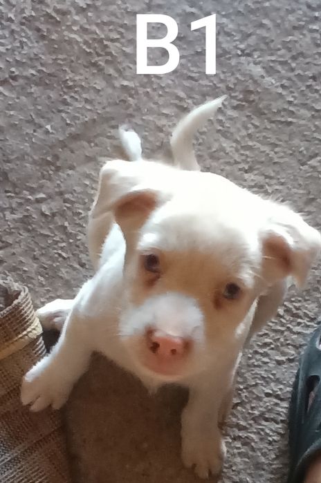 Ofer spre adoptie caini talie mica GRATIS