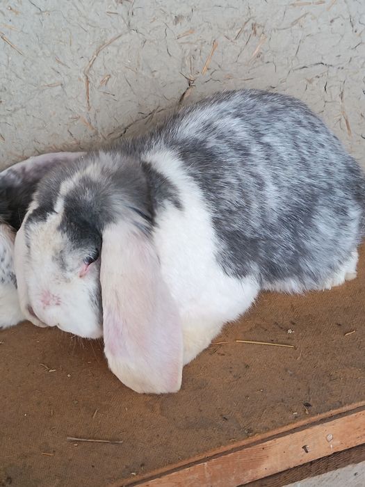 Ф Баран ла сотилади