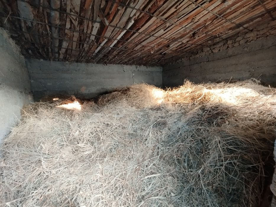 Шөп. Жоңышқа. Баудың шөбі