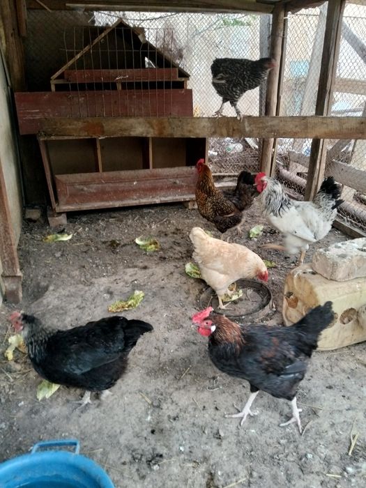 Тауыктар сатылады