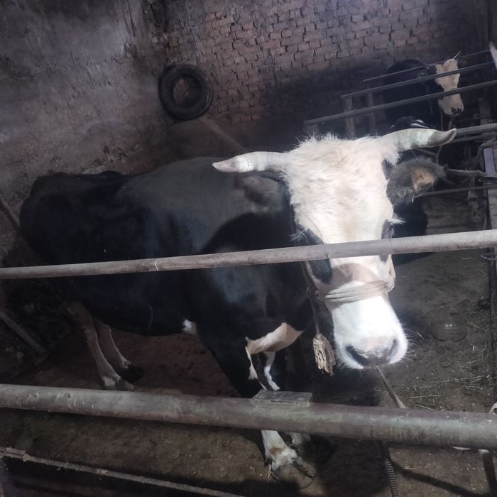 Продаю срочно Корова и теленок