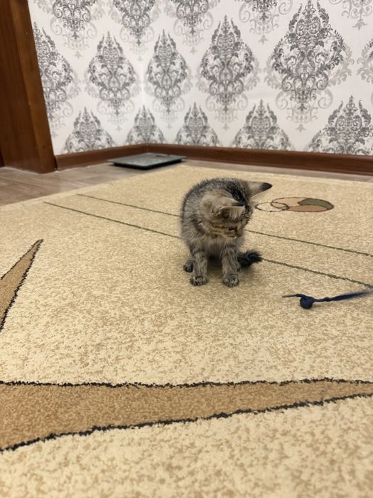 Продается котёнок двухмесячный