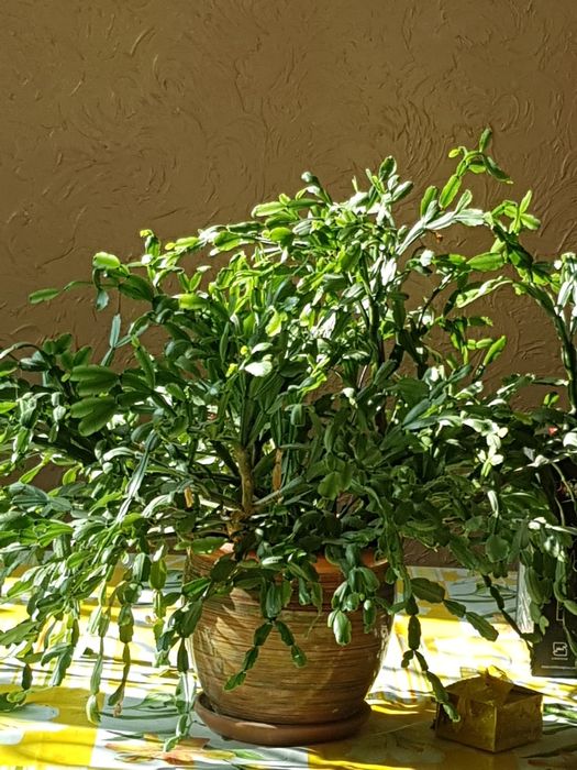 Комнатные растения