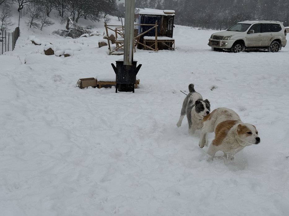 Продаются щенки! Тобет!