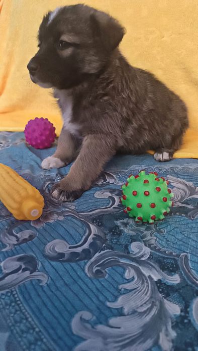 Девочки  щенки ждут хозяина