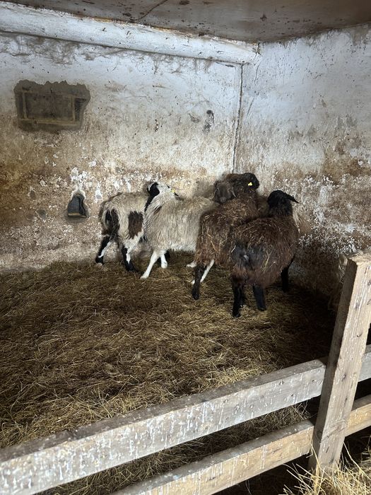 Қой сатам семіз жас