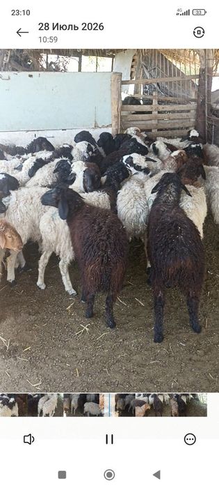 Qõzilar akasiyada