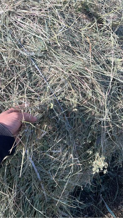 Продам сена в тюк лугавоие