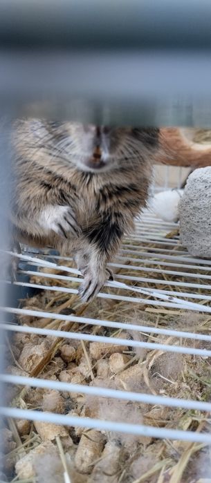 Белки Дегу с клеткой