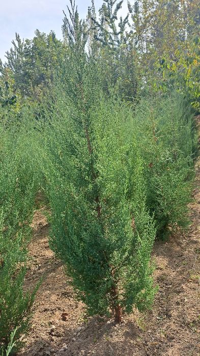 Manzarali archalar arzon narxda sotiladi 1.50-2.00 metrgacha