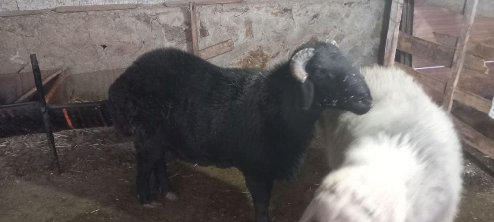 Qochqorlar sotiladi qora va oq