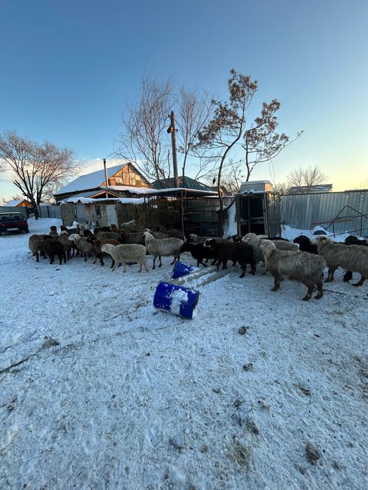 Кой,баранина.    .