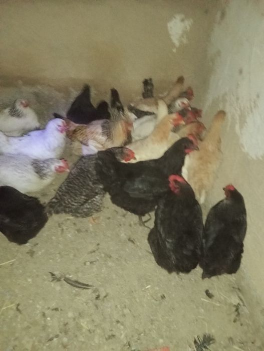 Тауықтар сатылады