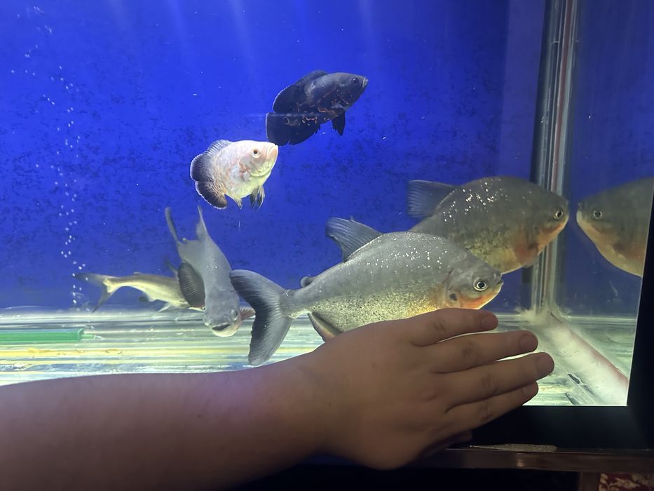 Большые Пиранья паку размер 28-30 см 4 шт