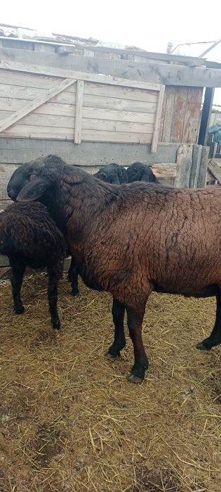 Гиссар баран производитель