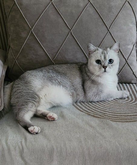Отдам кота бесплатно в хорошие руки