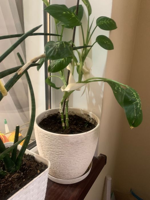 Цветы подарок на Праздник