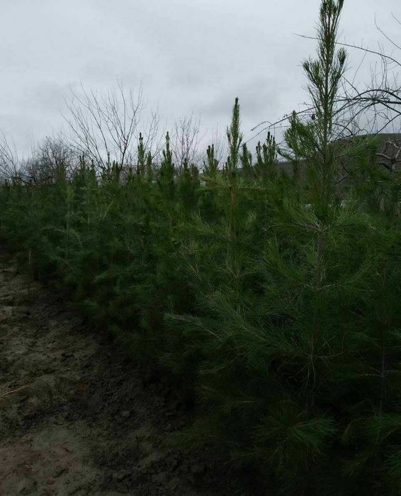 Арчалар сасна ва можжевельник