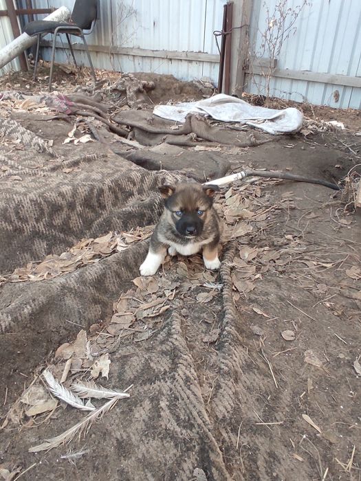 Отдам щенков хаски