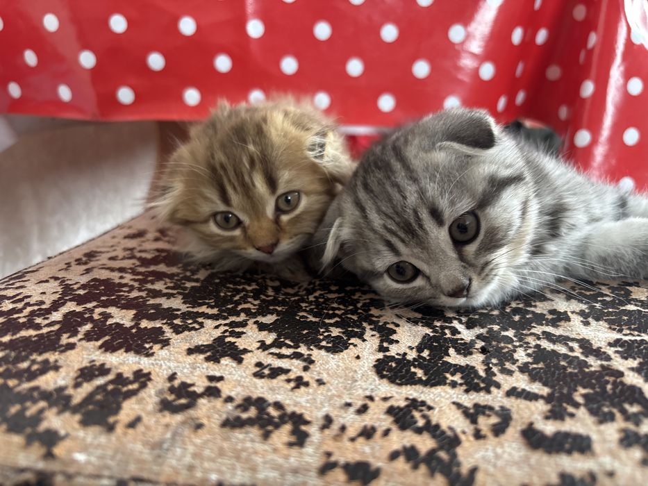 Продам котят     .