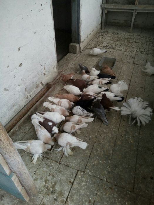 Продам голубей разных