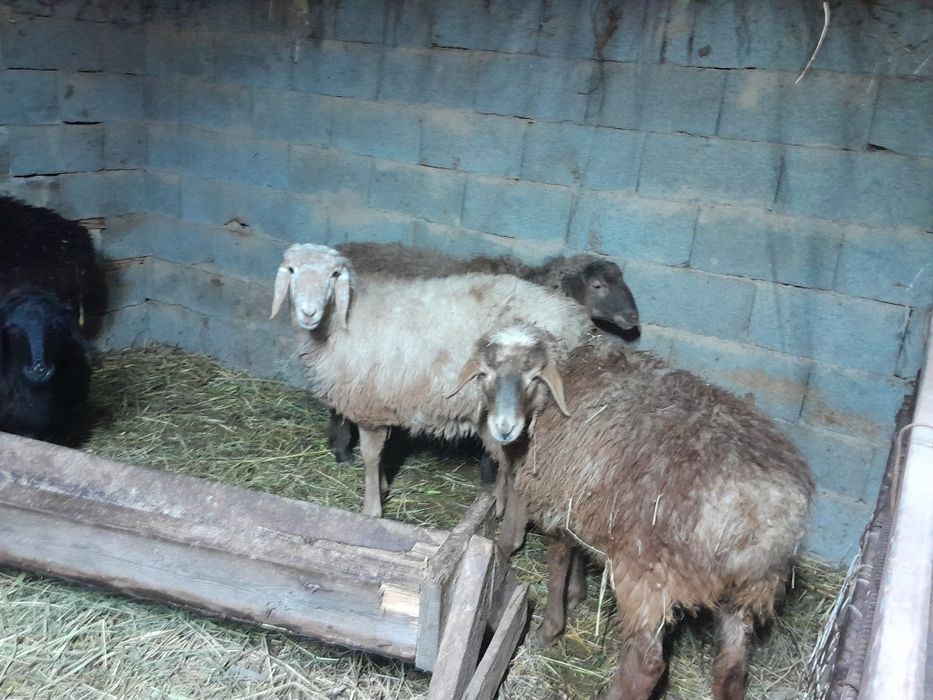 Семіз тоқты. Токты. Токтушки