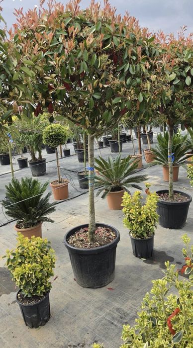 Plante ornamentale de gradina