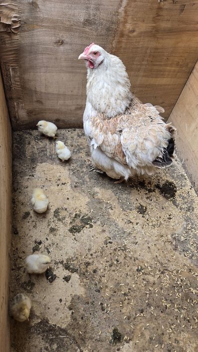 Продам цыплят и курицу