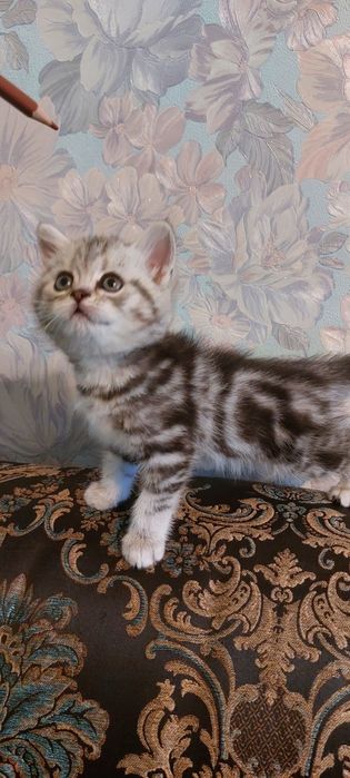Британские котята с документами
