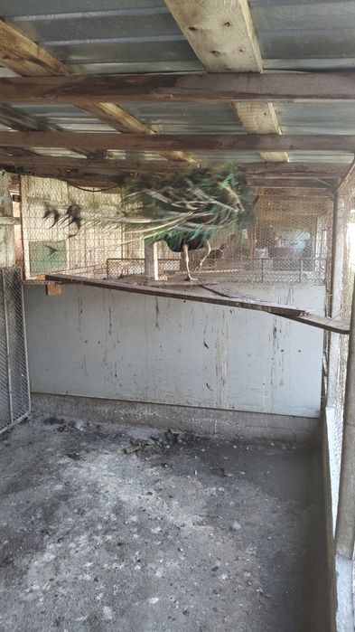 Vând mascul păun matur