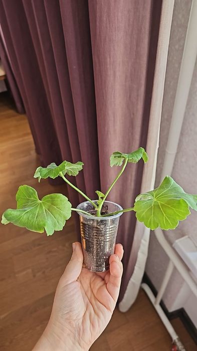 Комнатные цветы 1200 тг