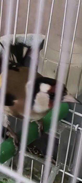 Sava kokil saratv 350000 bolishi qafasi bilan