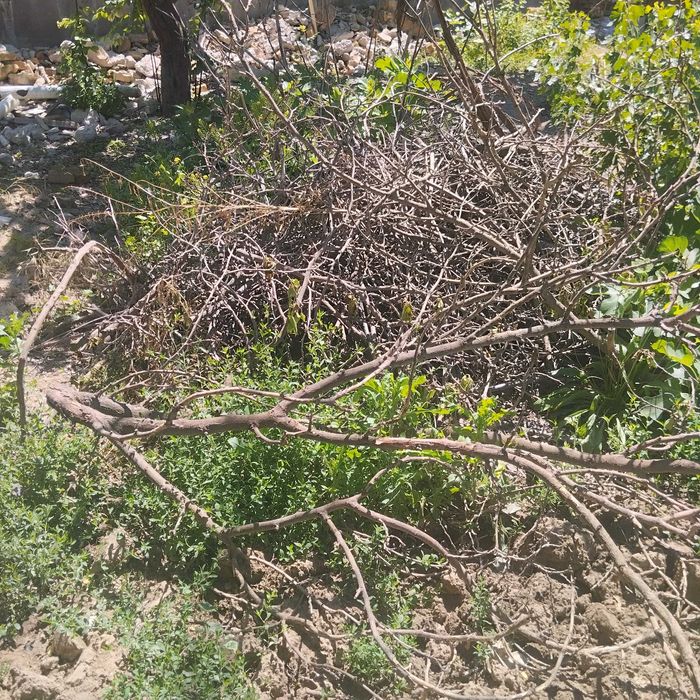 Виноградник на декорацию и фруктовые крупные ветки для украшения