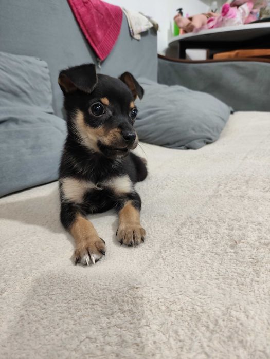 Собака Той Терьер