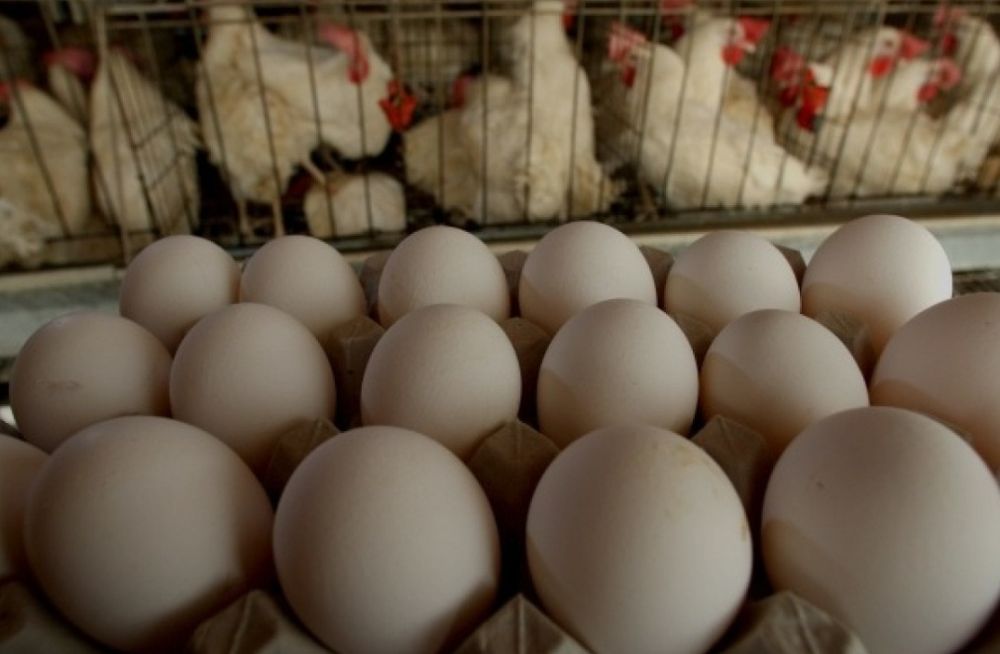 Несушки породы Леггорн